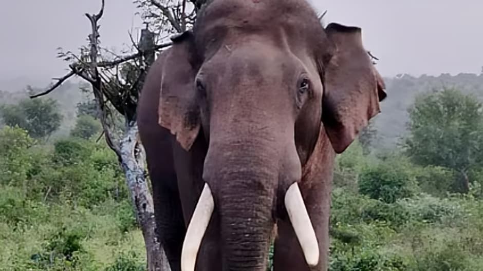 India’s Wild Elephant Population Declines Due to Habitat Loss and Human-Wildlife Conflicts