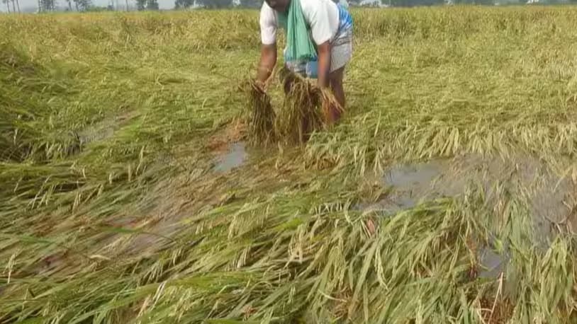 கனமழையால் திருக்குவளை விவசாயப் பயிர்கள் மூழ்கி நாசம் – விவசாயிகள் பாதிப்பு எதிர்பார்ப்பு