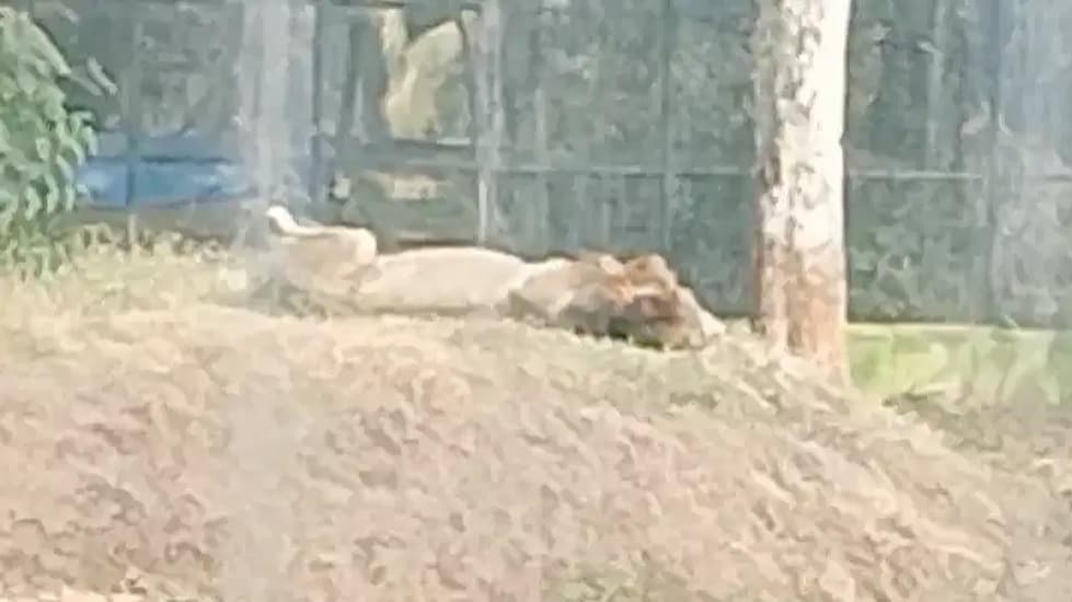 Jamshedpur Zoo Implements Special Winter Measures to Safeguard Animals