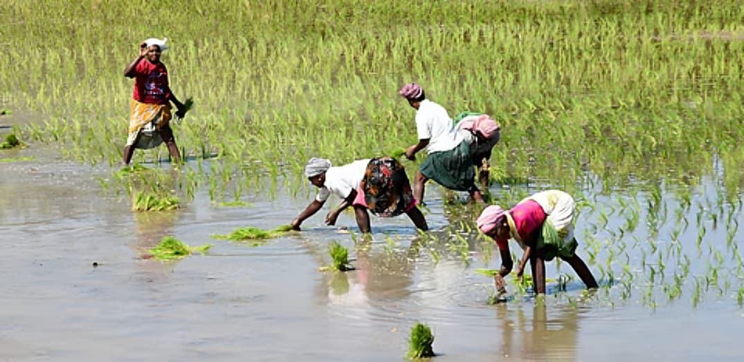 பருவம் தவறிய மழையால் பாதிப்பு: 5.66 லட்சம் ஏக்கர் பயிர்களுக்கு ரூ.289.63 கோடி நிவாரணம் அறிவிப்பு