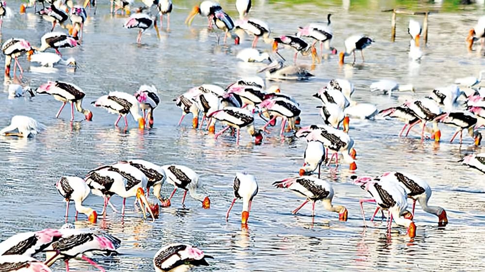 தமிழ்நாடு வனத்துறை 2025-26 ஆண்டுக்கான பறவைகள் கணக்கெடுப்பை திட்டமிட்டது