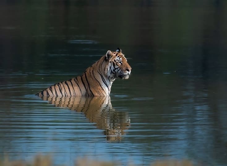 India’s Tiger Population Thrives, but Habitat Space Shrinks