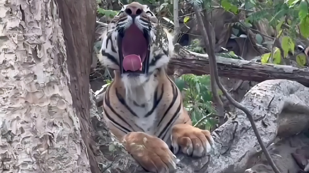Mobile Phones Banned During Safaris at Corbett Tiger Reserve