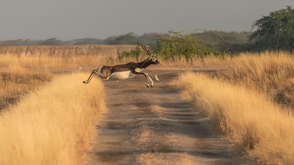 Velavadar National Park Emerges as a Model for Blackbuck Conservation, Boosting Local Employment