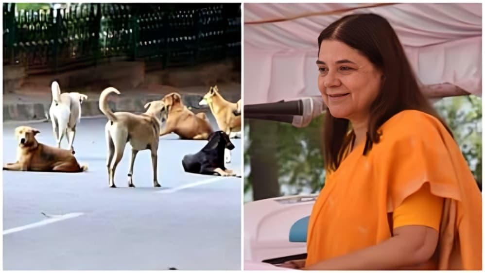 தெருநாய் கடி சம்பவங்களுக்கு உணவளிப்பவர்களும் பொறுப்பு ஏற்க வேண்டும்: உச்ச நீதிமன்றம்