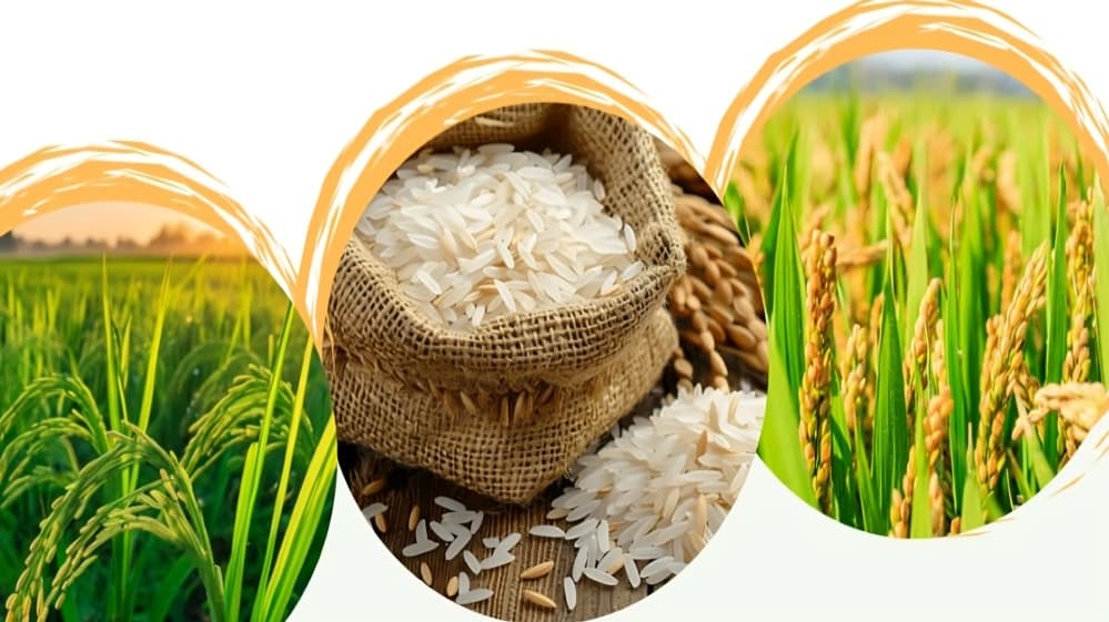Basmati Farmers in Jammu Demand MSP Support Ahead of Union Budget