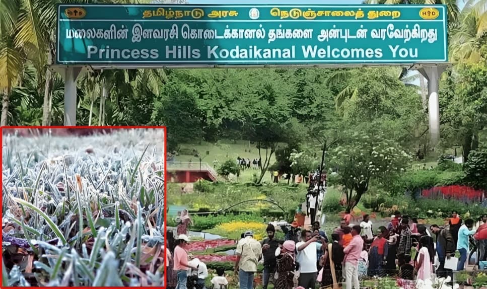 கொடைக்கானலில் மீண்டும் தொடங்கிய உறைபனி: புல்வெளிகளில் வெண்கம்பளம் விரித்தது போல ரம்மியக் காட்சி