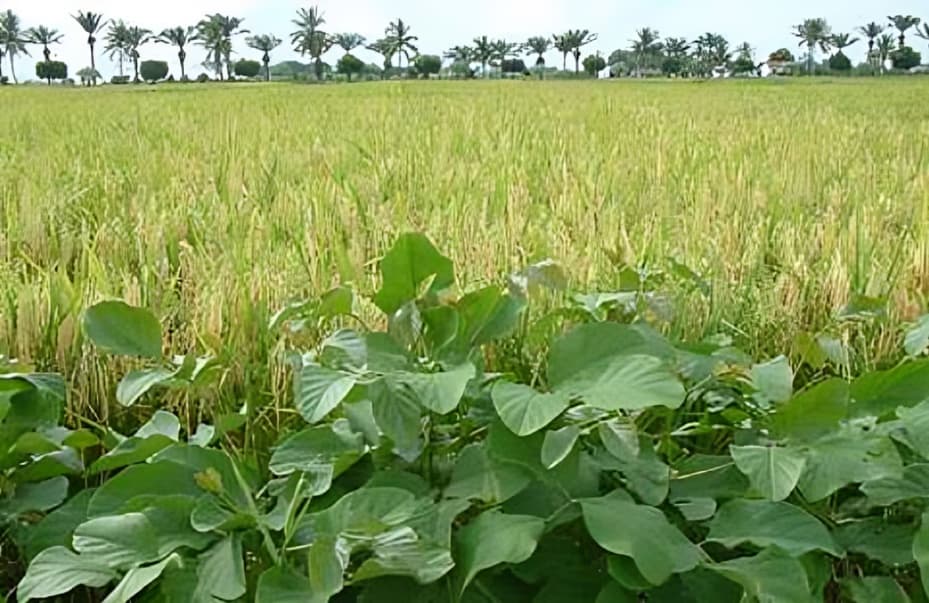 செலவு குறைந்து மகசூல் அதிகரிப்பு திருச்சி மாவட்டத்தில் முழுமையாக நேரடி நெல் விதைப்புக்கு மாறிய கிராமம்