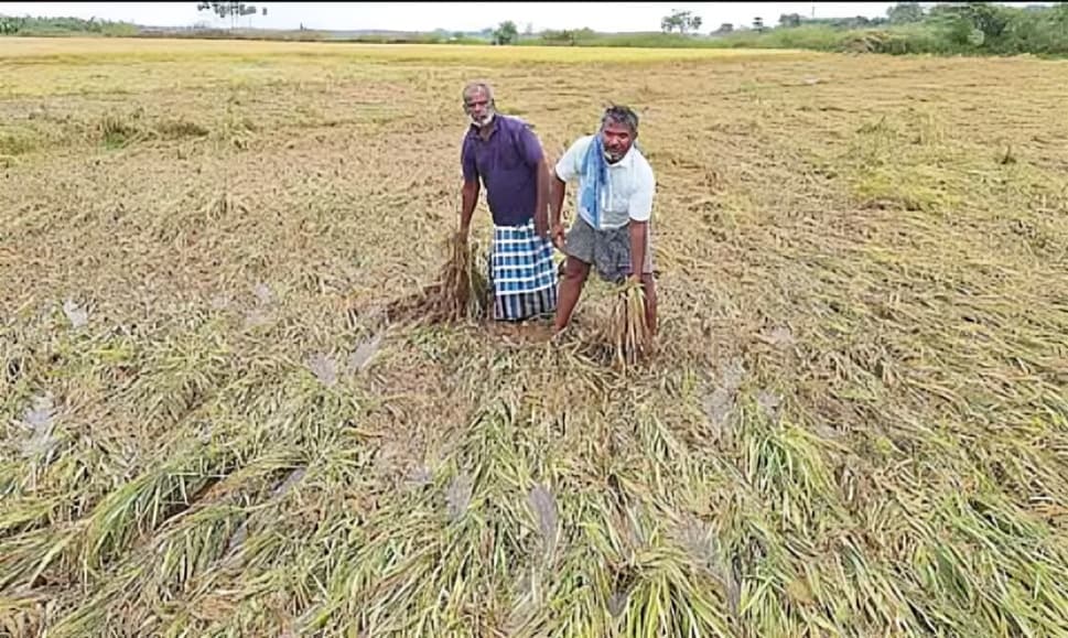 நெல்லை பகுதியில் கனமழை: விவசாய நிலைகள் சேதம் – மின்கம்பங்கள் சாய்ந்ததால் மின்சாரம் தடையடைந்தது