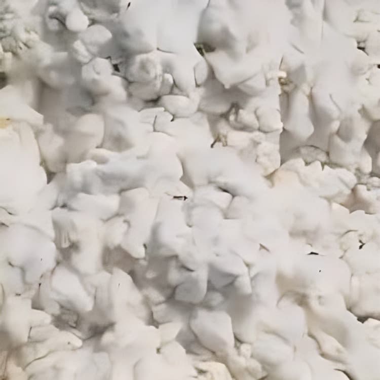 Nagpur Scientists Develop Stable Brown Cotton Varieties to Reduce Chemical Dye Use