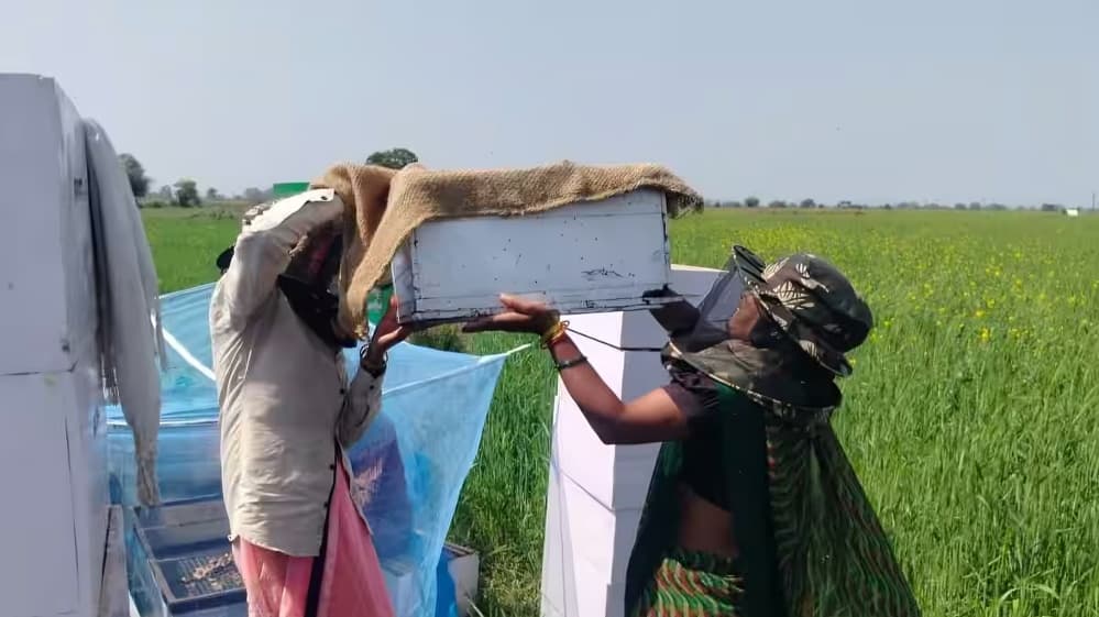 West Asia conflict disrupts Saharanpur honey exports as beekeepers seek government support