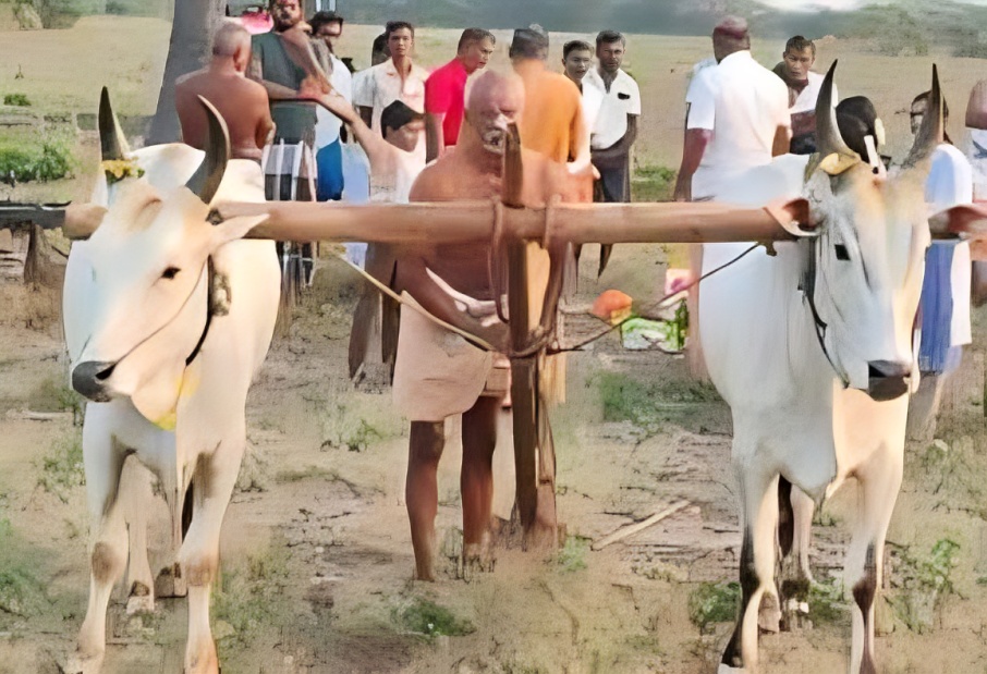 சிவகங்கையில் பாரம்பரிய பொன் ஏர் பூட்டும் விழா நடைபெற்றது – விவசாய பணிகளை தொடங்கிய கிராம மக்கள்