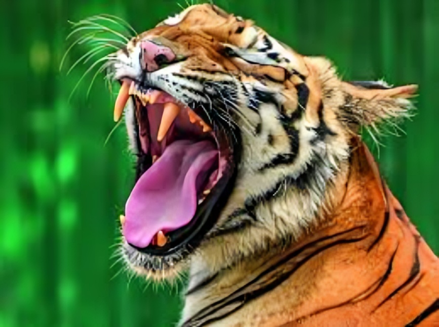 India to Host First International Big Cat Alliance Summit in New Delhi
