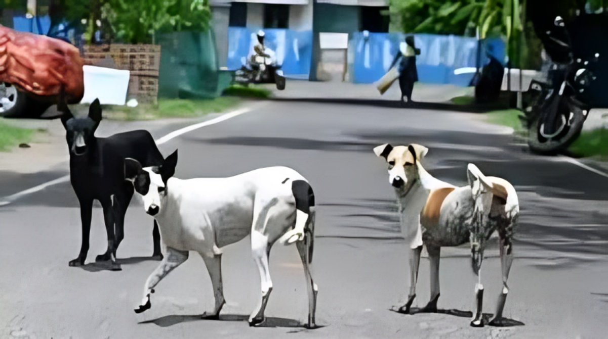 திருச்சியில் தெரு நாய்கள் கட்டுப்பாட்டுக்கு ரூ.1.6 கோடி திட்டம் – மாநகராட்சி நடவடிக்கை அறிவிப்பு