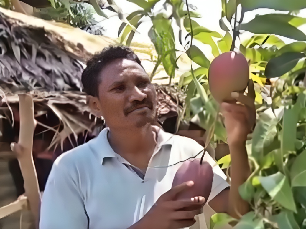 ஒடிசா விவசாயியின் மாமரத்தில் ஒரு பழம் ரூ.3 லட்சம் மதிப்பு – அரிய ஜப்பான் வகை பழங்கள் காய்ச்சி கவனம்