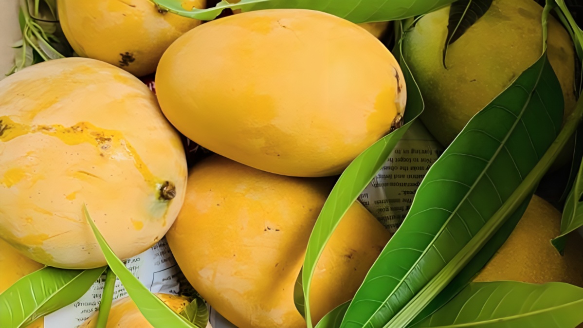 Rare Miyazaki Mango Offered to Lord Ram at Ayodhya Ram Mandir