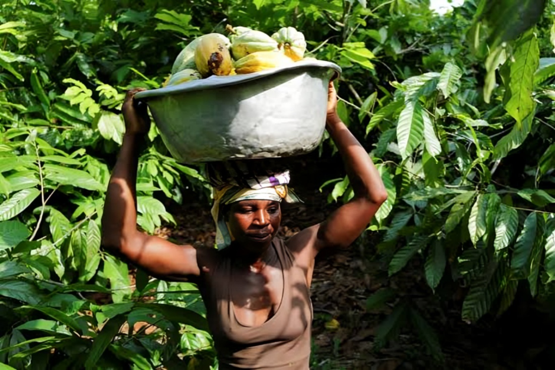 Rising Thali Costs Reflect Impact of Global Conflicts and Extreme Weather on Household Food Prices