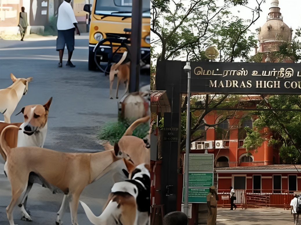 தெருநாய் பிரச்சினை குறித்து தமிழக அரசுக்கு ஒரு வார அவகாசம் வழங்கிய சென்னை உயர்நீதிமன்றம்