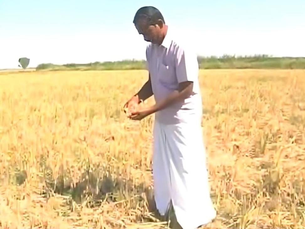 திருச்சி மங்கலத்தில் கடும் வறட்சி மரவள்ளிக்கிழங்கு மற்றும் கரும்பு பயிர்கள் கருகி விவசாயிகள் அவதி