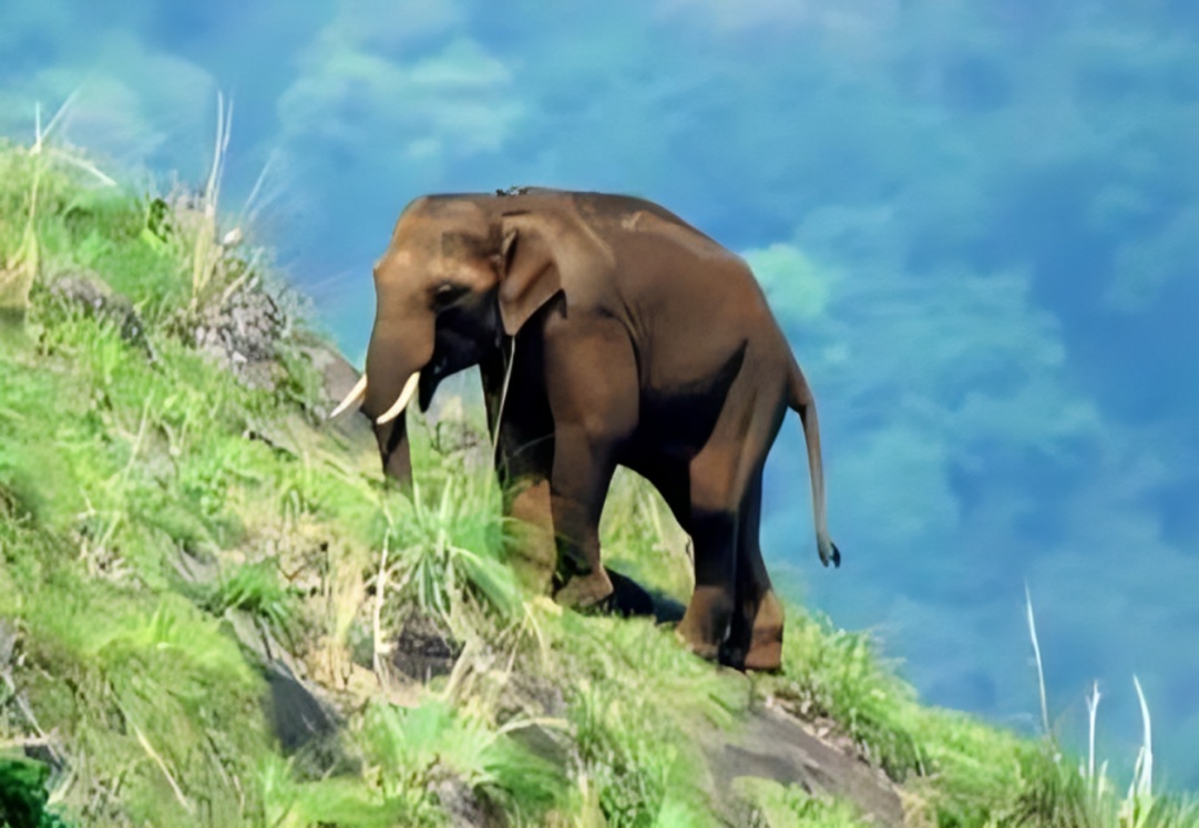 சர்வதேச யானைகள் தினம் ஐஏஎஸ் அதிகாரி சுப்ரியா சாகு பகிர்ந்த அழகிய யானை வீடியோ வைரல்