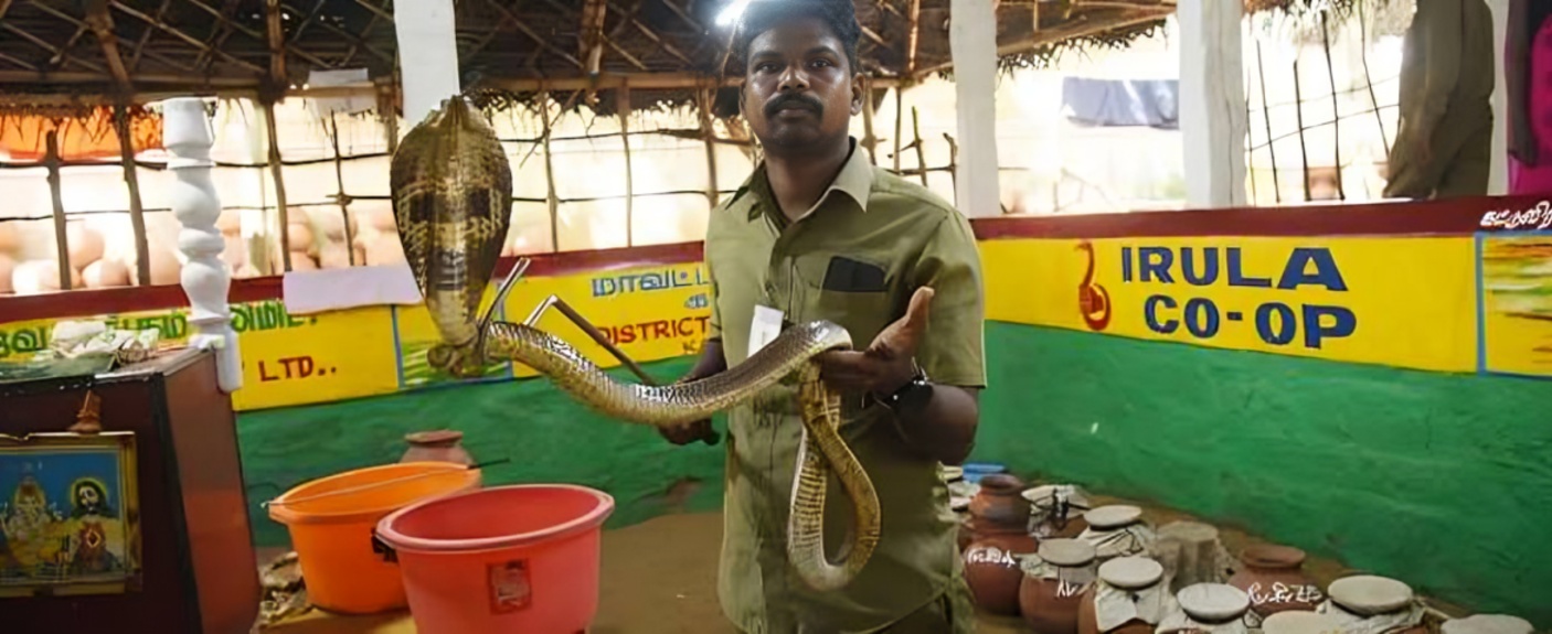வசதிகளுடன் புதிய பாம்பு பண்ணை அமைக்க வேண்டும் இருளர் பாம்பு பிடிப்போர் அமைச்சரிடம் கோரிக்கை