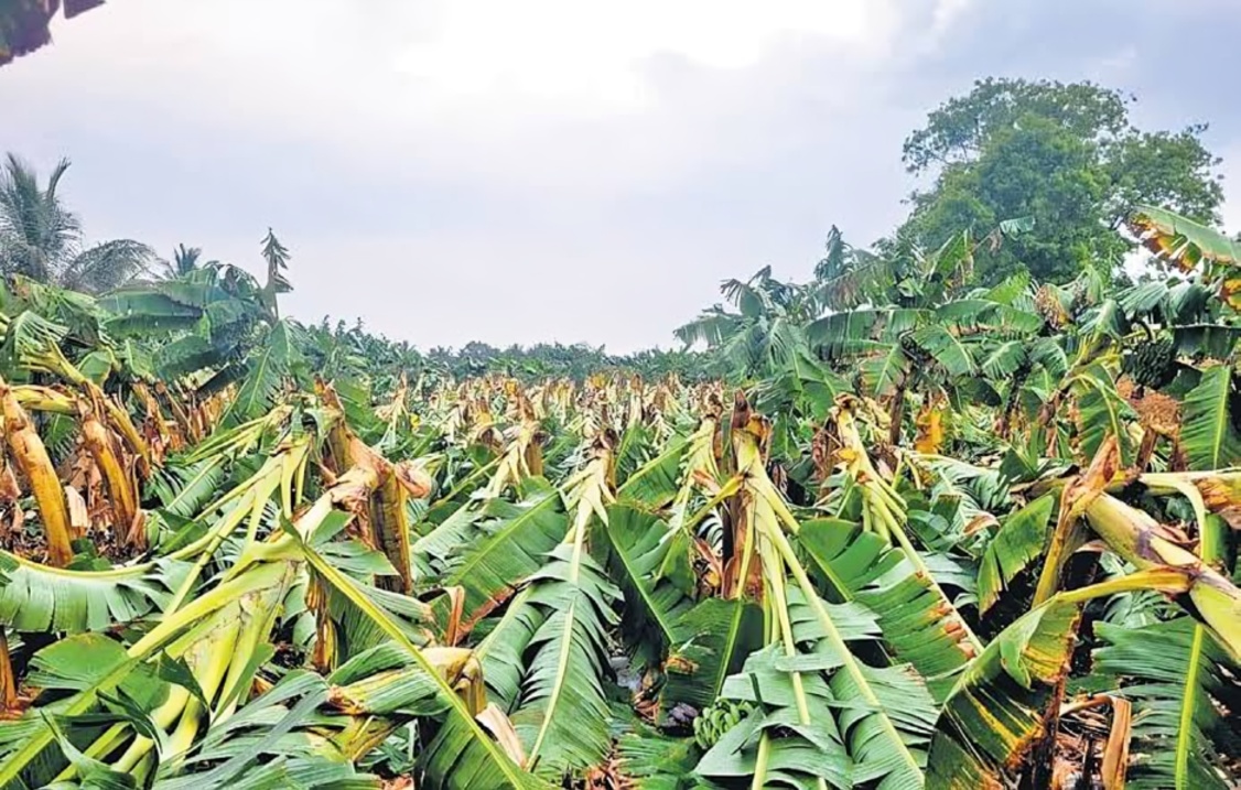 ஒரே இரவில் இப்படி ஒரு சேதமா எடப்பாடியில் கனமழை மற்றும் சூறைக்காற்றால் வாழை விவசாயிகளுக்கு பேரிழப்பு