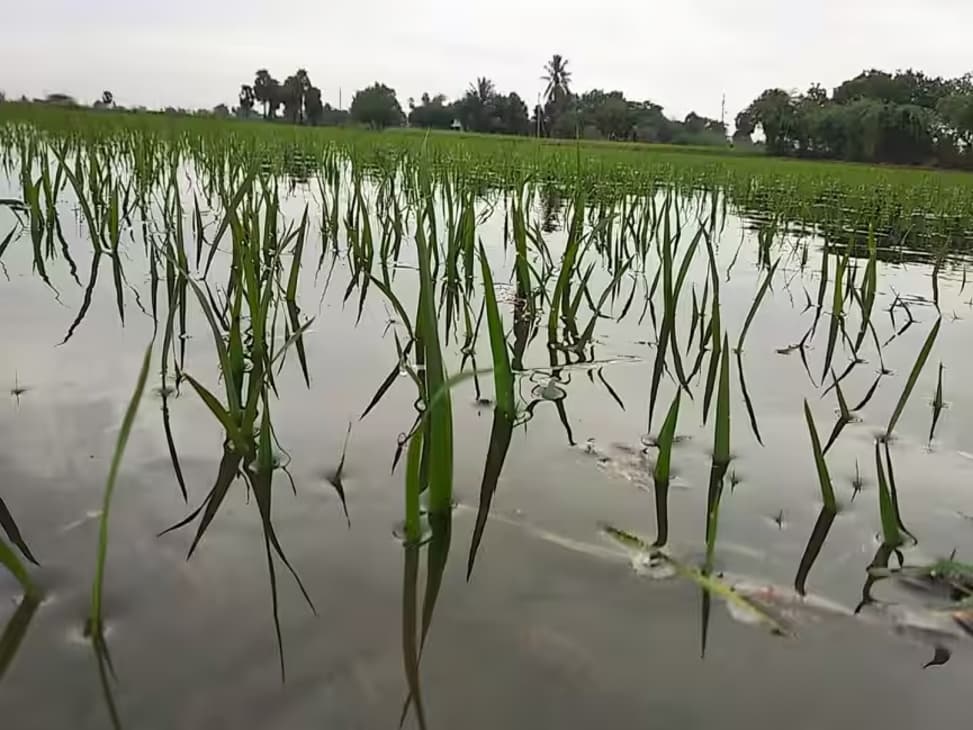 குடவாசல் அருகே கனமழையால் 500 ஏக்கர் சம்பா பயிர்கள் நீரில் மூழ்கின விவசாயிகள் வேதனை